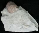 Fossil Gastropod (Cyclonema) Ordovician - Ohio #11469-2
